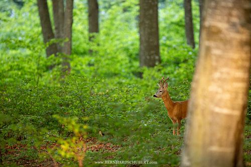 Capreolus capreolus - Roe deer
