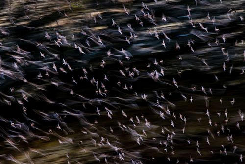 Swarming bats