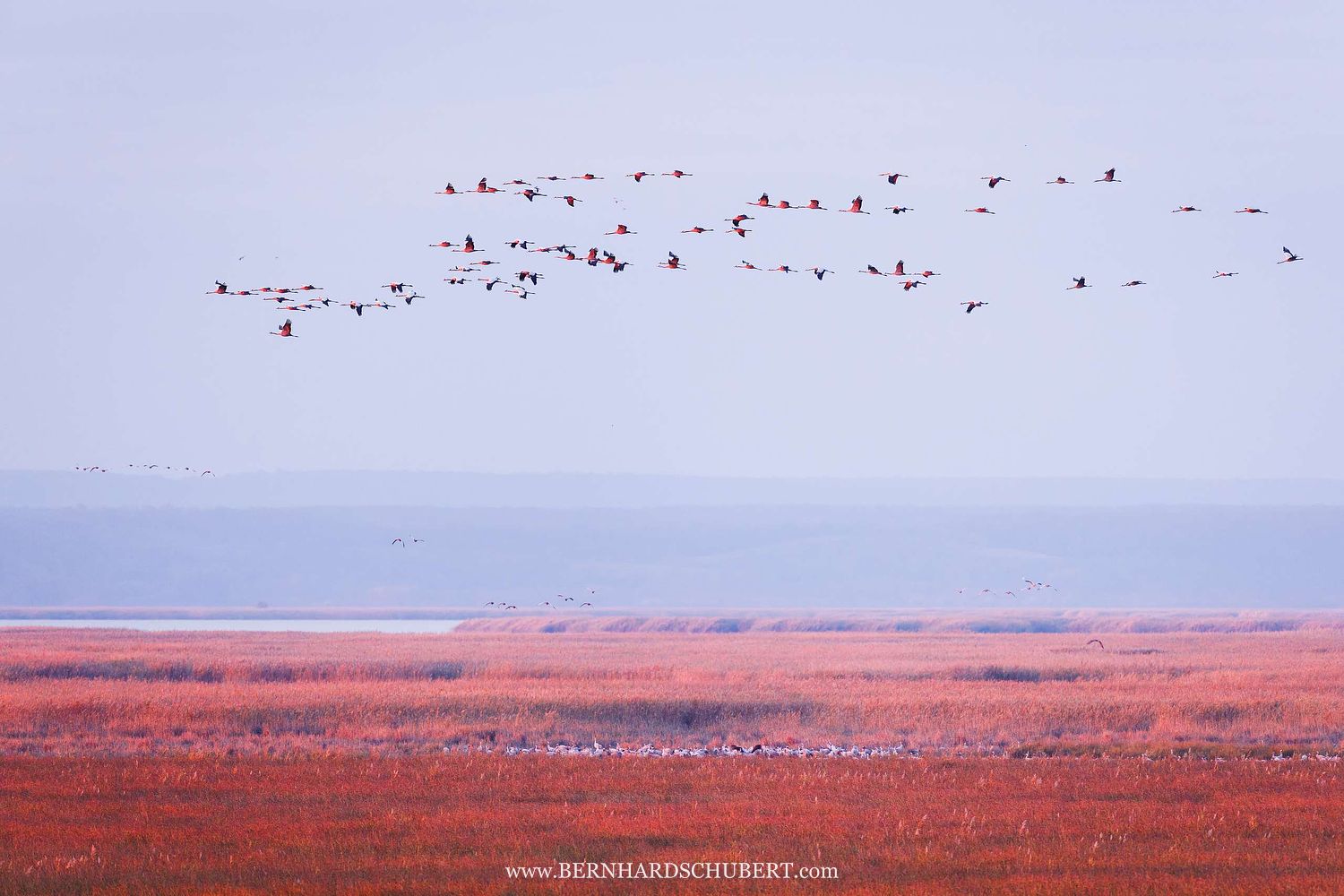 Grus grus - Common Crane