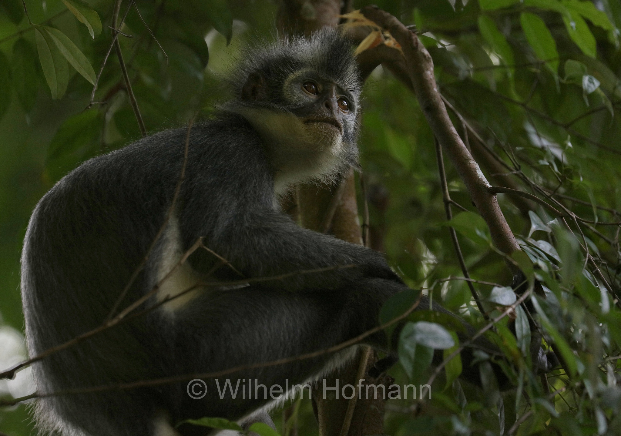 Thomas's langur, North Sumatran leaf monkey, Thomas's leaf monkey, Thomas-Langur, presbite di Thomas, Presbytis thomasi﻿, Gunung Leuser National Park, Nationalpark Gunung Leuser, parco nazionale di Gunung Leuser, Bukit Lawang, Sumatra, Indonesia, Indonesien