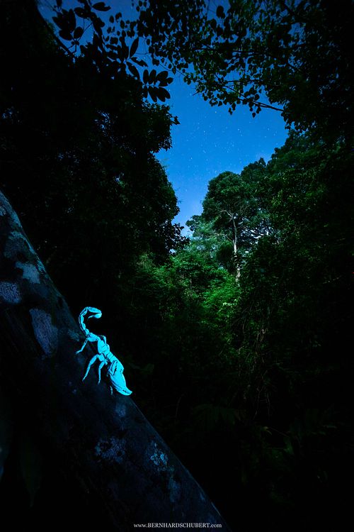 Heterometrus sp. - Asian forest scorpion under UV