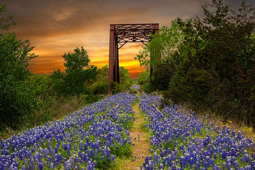 Texas Bluebonnets