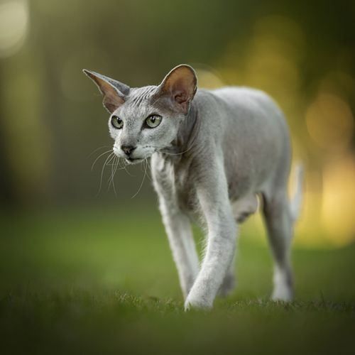 Hoe werkt een fotoshoot?