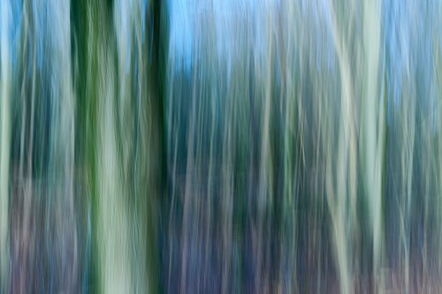 Fotostacking, boomschros, details