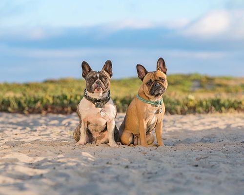san diego vacation photographer