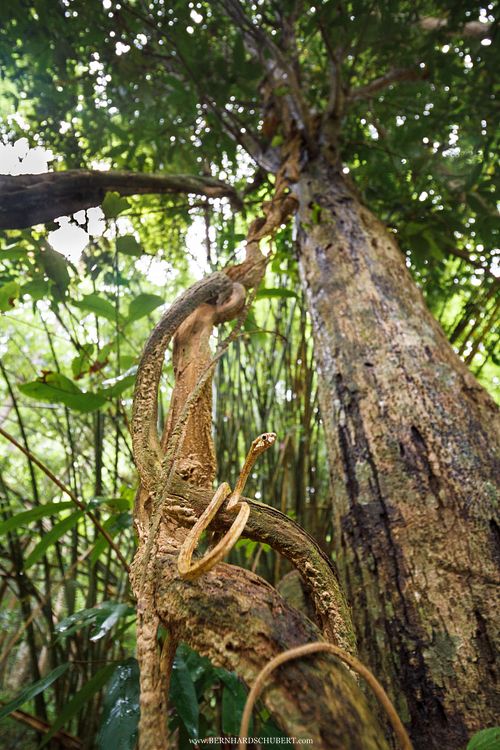 Aplopeltura boa - Blunt-headed slug eating snake