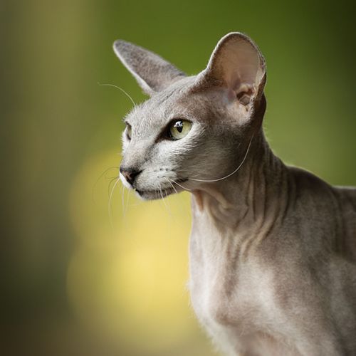 Hoe werkt een fotoshoot?