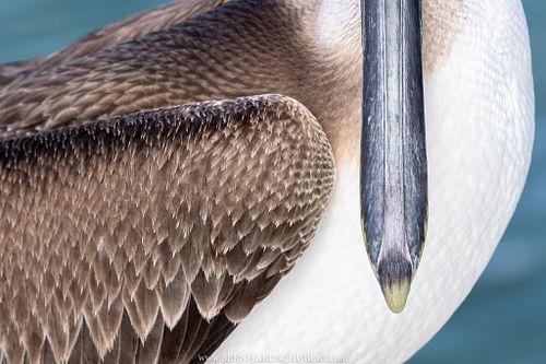 – Bird