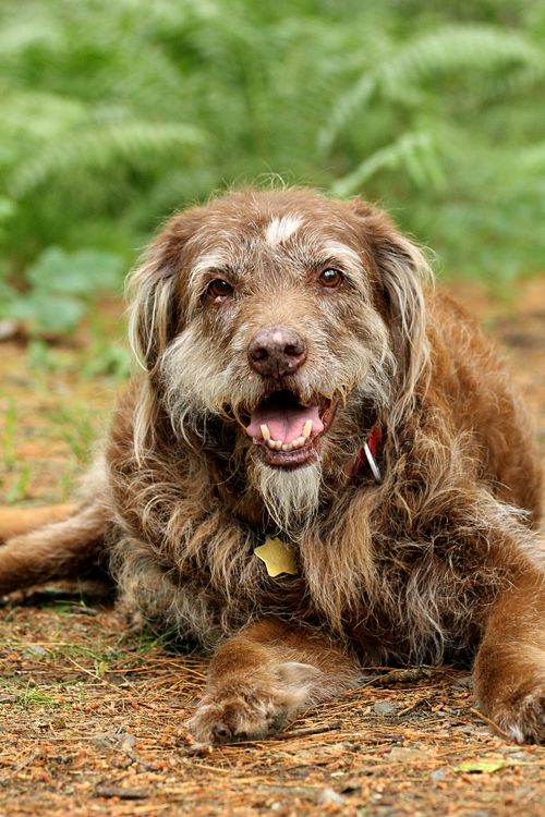 Older, long haired, sweet dog is lying down and panting
