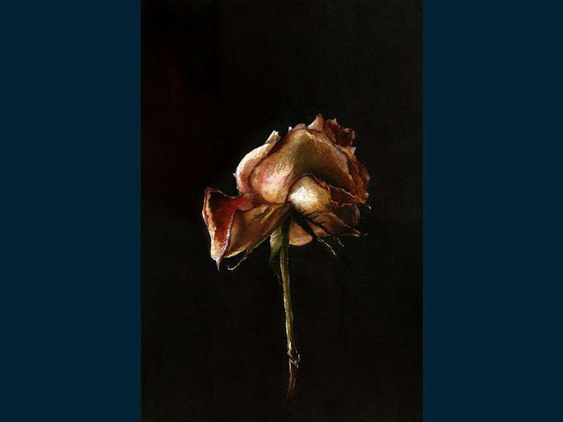 Fading Rose