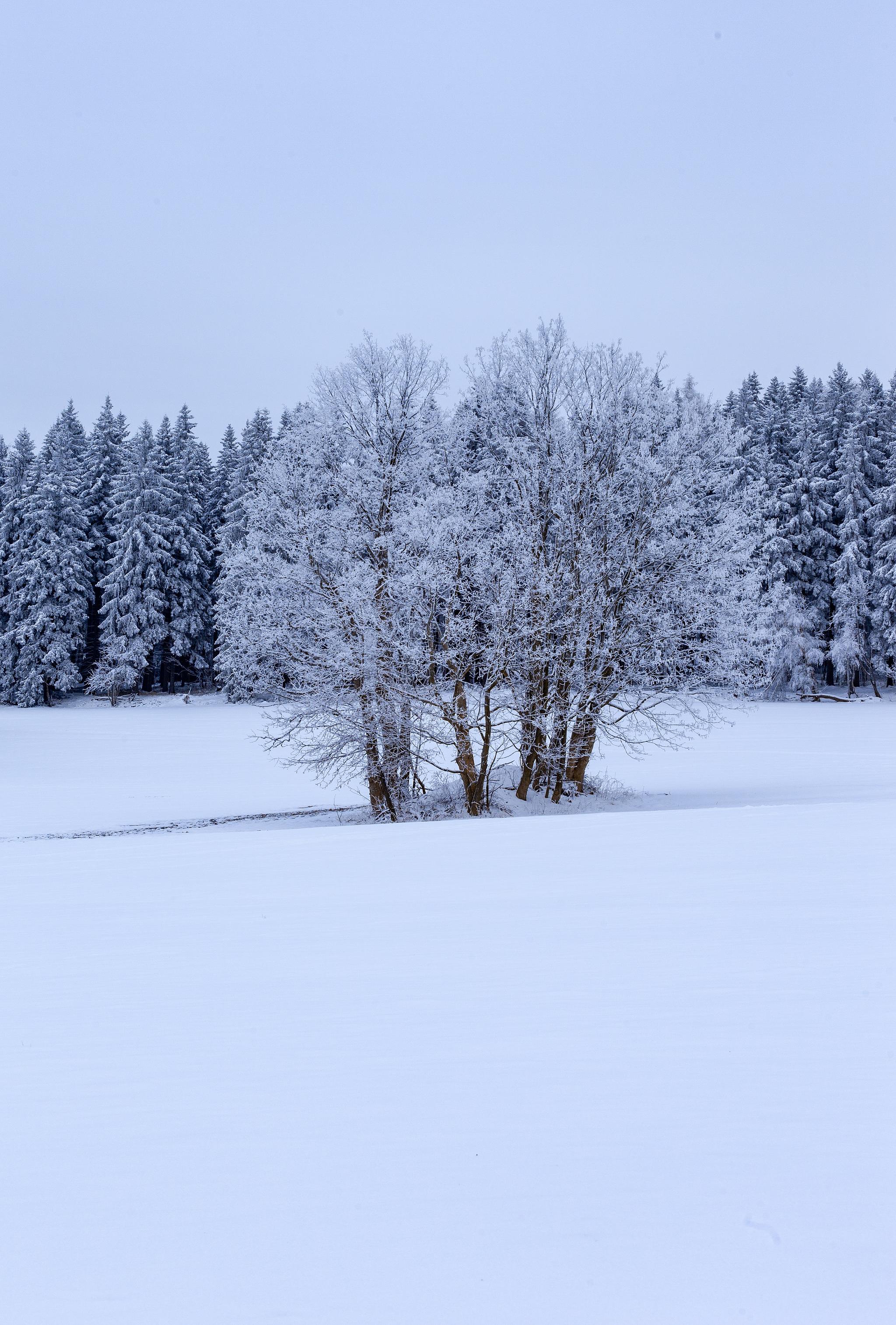 A grove of trees in a field covered with fresh snow