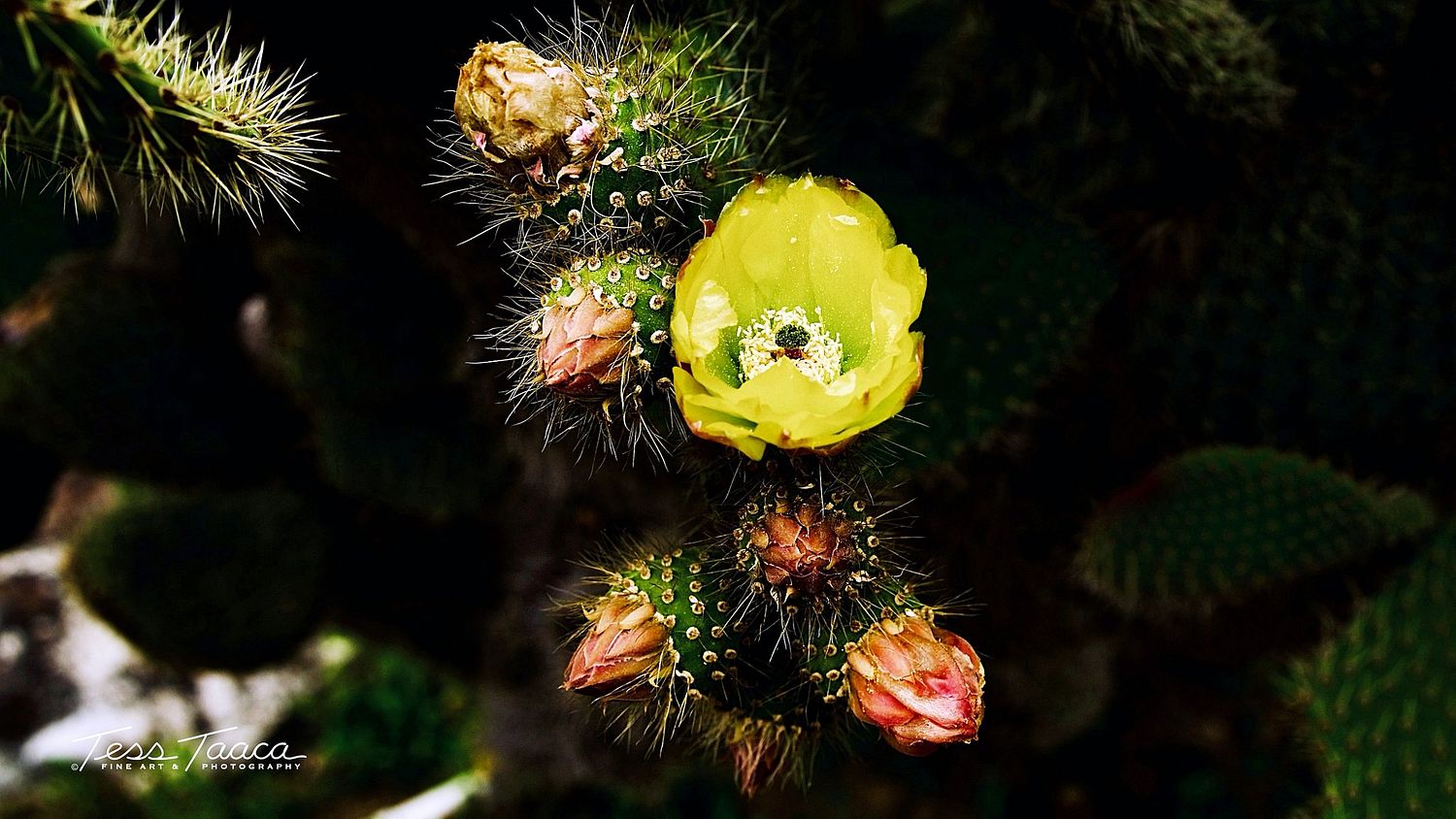 Artwork Of Tess Taaca