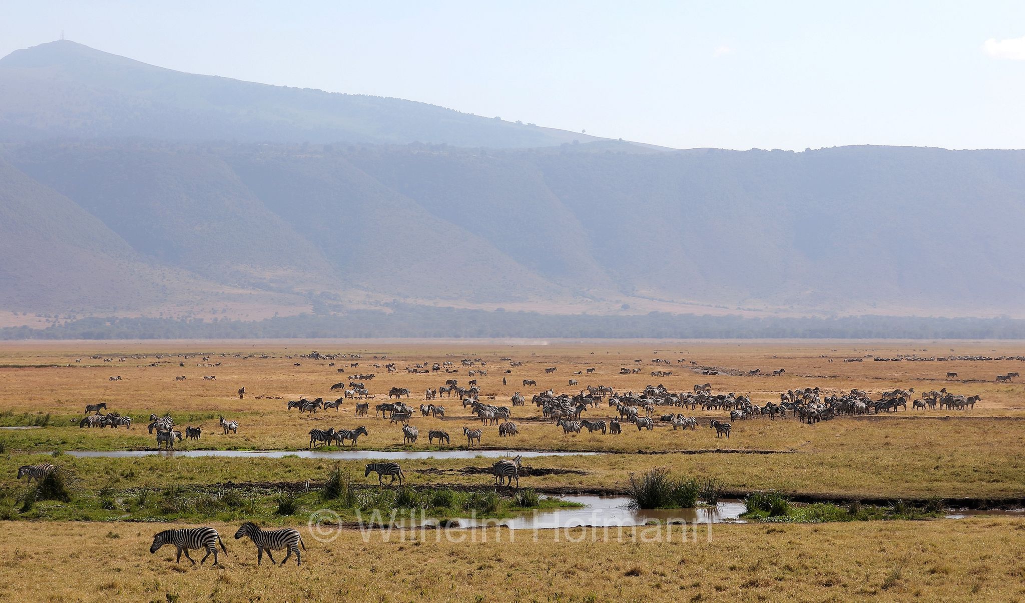 plains zebra, Steppenzebra, zebra di pianura, equus quagga, area di conservazione di Ngorongoro, Ngorongoro Conservation Area, Ngorongoro Krater, Tanzania, Tansania