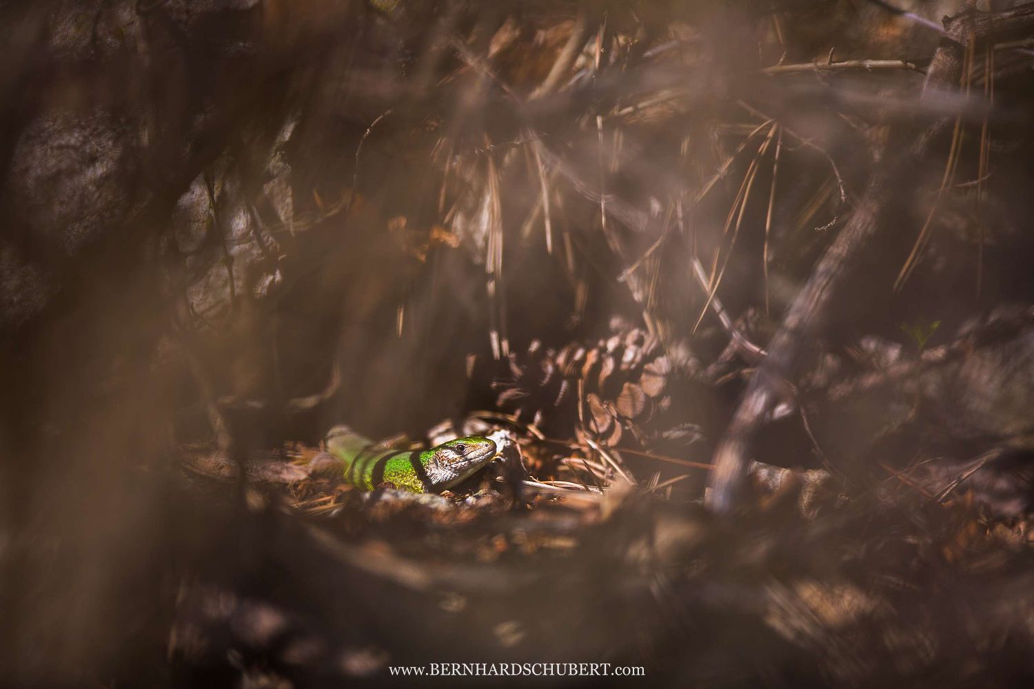 Lacerta viridis - European Green Lizard
