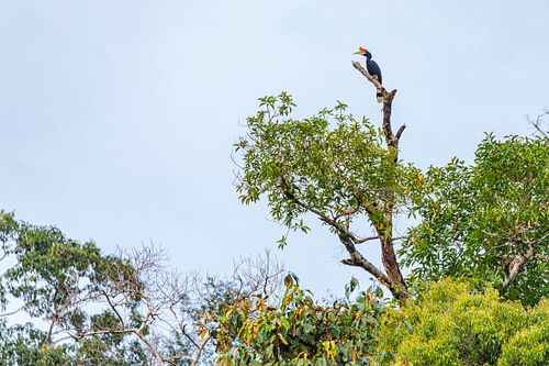 Buceros rhinoceros - Rhinozerosvogel
