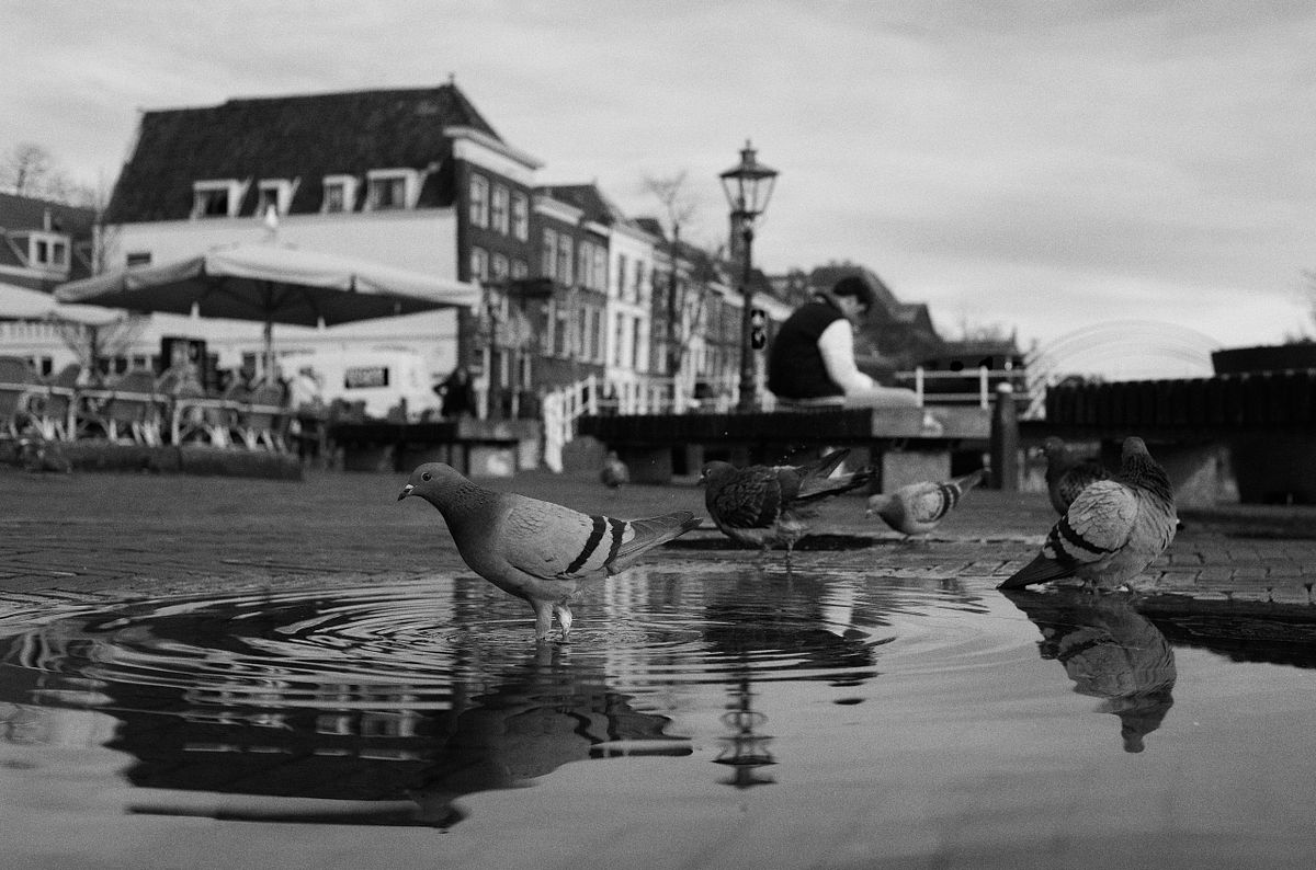 Pigeons drinking from a puddle with a blurred background of a town square in the Netherlands, captured by photographer Sandeep Gajula