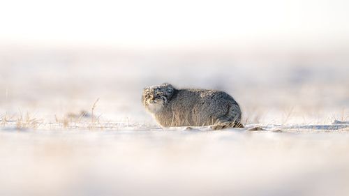 Pallas's cat, Manul, Mongolian Steppe