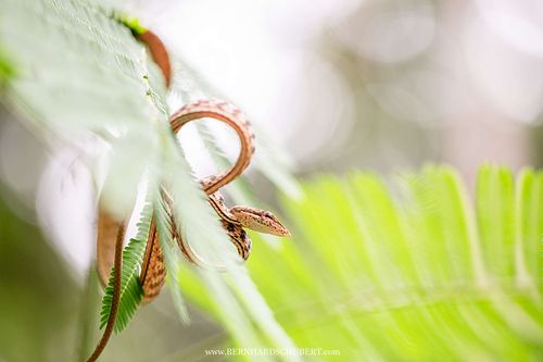 Ahaetulla fasciolata - Speckle-headed whipsnake