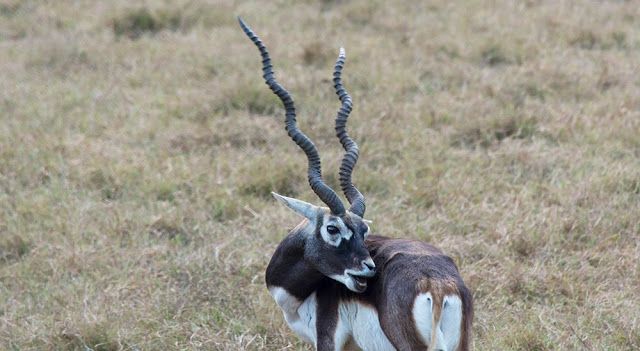Hand-Handled wildlife shooting
