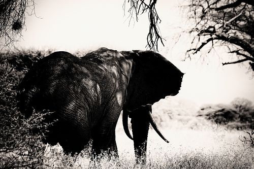 Eléphant en Tanzanie