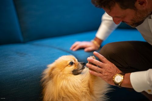 "sposo da il cinque al cane volpino"