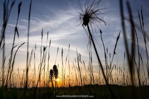Neotinea ustulata - Burnt orchid