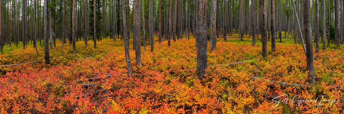 Fairy Forest