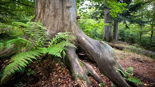 Naturwald am Seelensteig