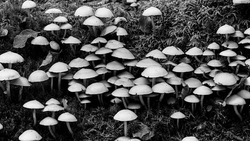 Naturwald am Seelensteig