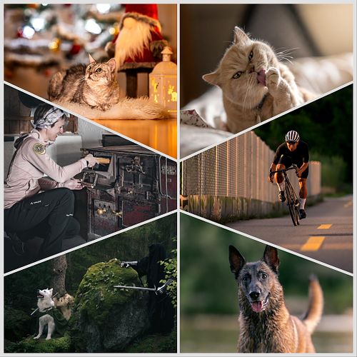 Hundefotografie & Business-Portr&auml;ts