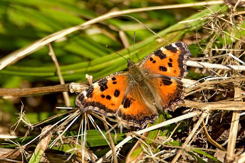 kollatähn-pajuliblikas