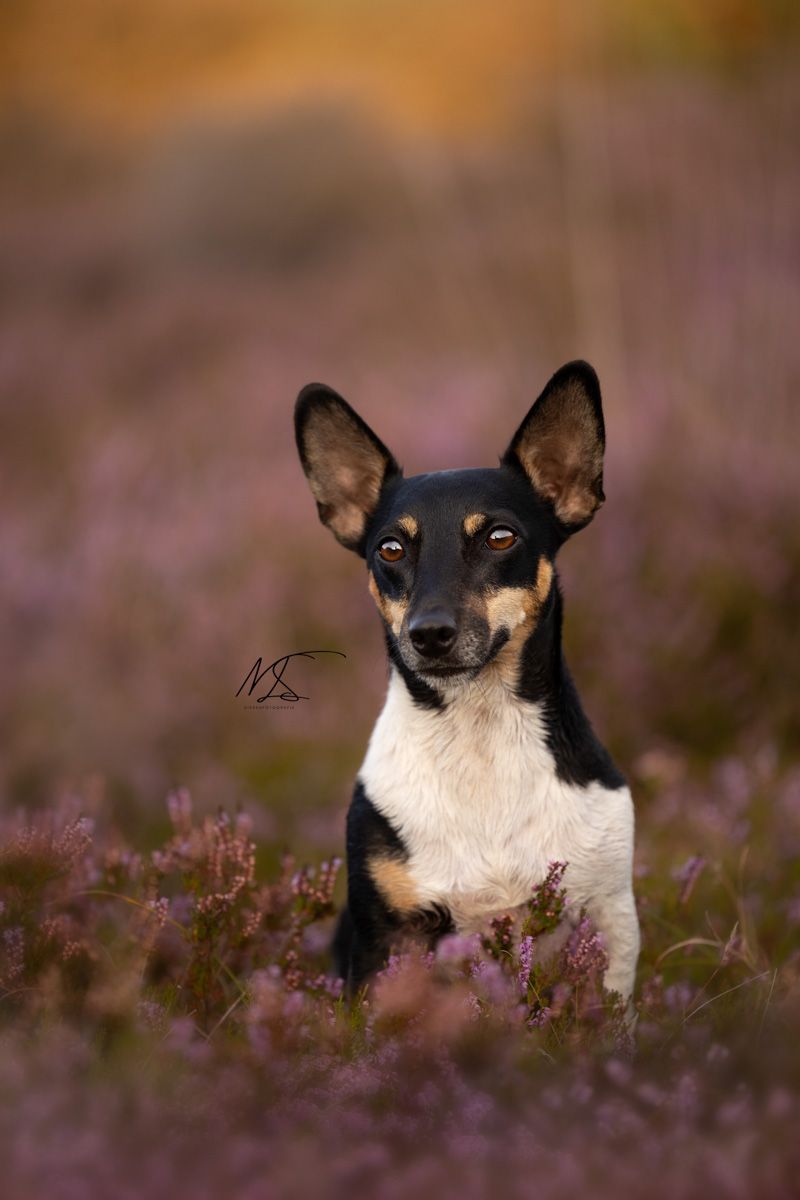 Hondenportretfoto van Jack Russel in heideveld met paars oranje achtergrond