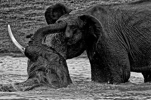 Jeunes éléphants au Kenya