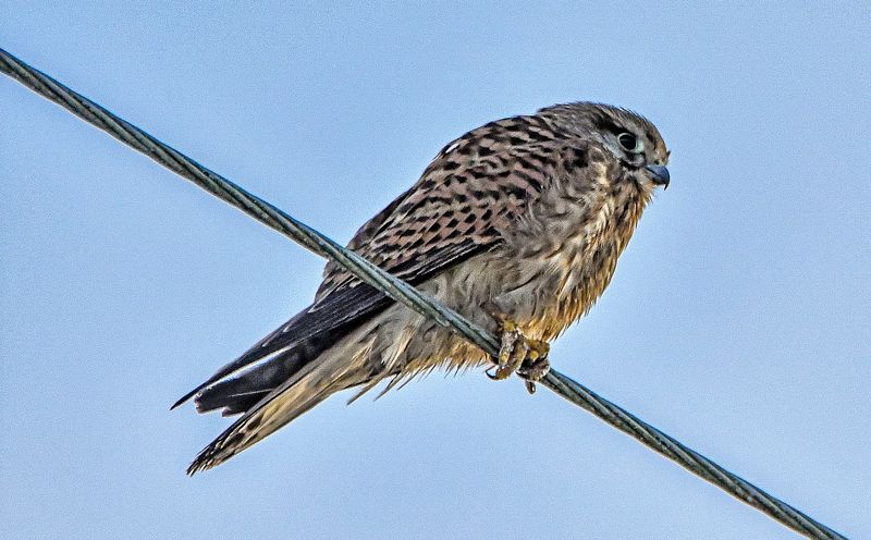 Tuuletallaja traadil jälgimas