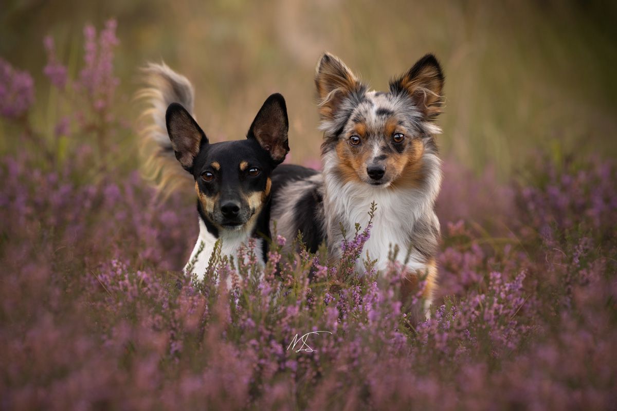 Jack Russel en Mini Aussie staan naast elkaar in een heideveld kijken richting camera