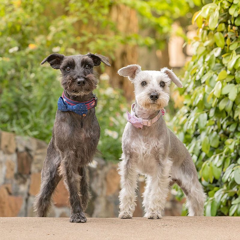 Vote for Indi and Nelson