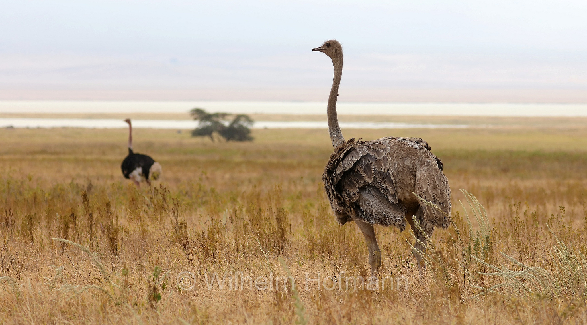 Masai ostrich, East African ostrich, Massai-Strauß, struzzo masai, Struthio camelus massaicus, area di conservazione di Ngorongoro, Ngorongoro Conservation Area, Ngorongoro Krater, Tanzania, Tansania