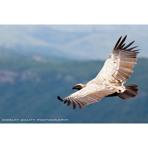 Oribi Vulture Viewing Hide