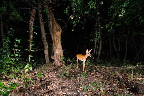 Capreolus capreolus – Reh