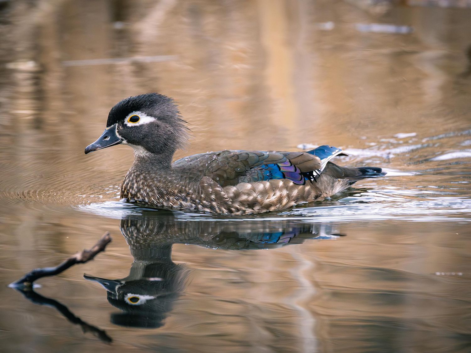 Waterfowl Gallery by Peter Weymouth Nature Photography