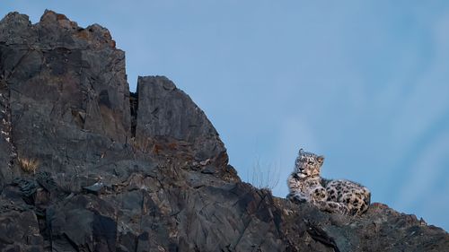 Snow leopard, India, Panthera Uncia, Ladakh, Himalayas, Vulnerable species