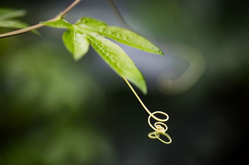 Tropenpflanze auf dem Oeschberg
