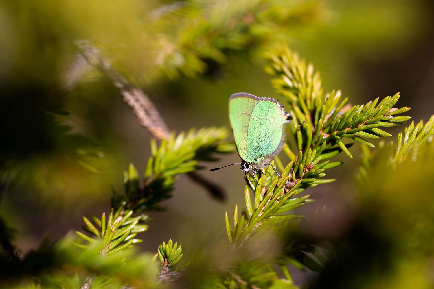 Callophrys rubi - Brombeer-Zipfelfalter