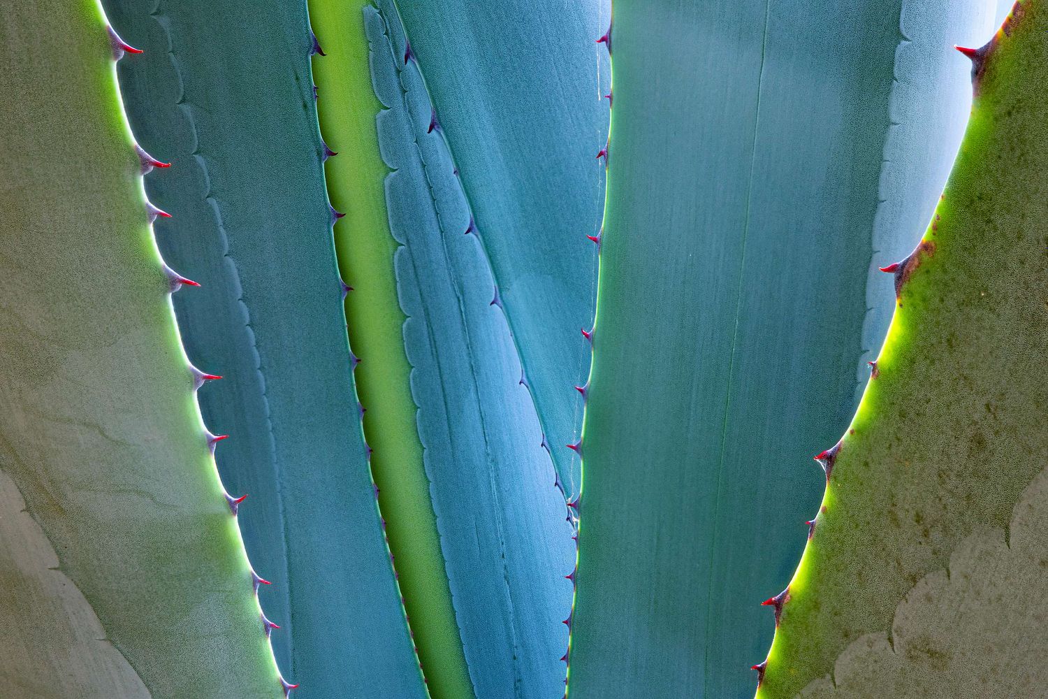 Agava leaves