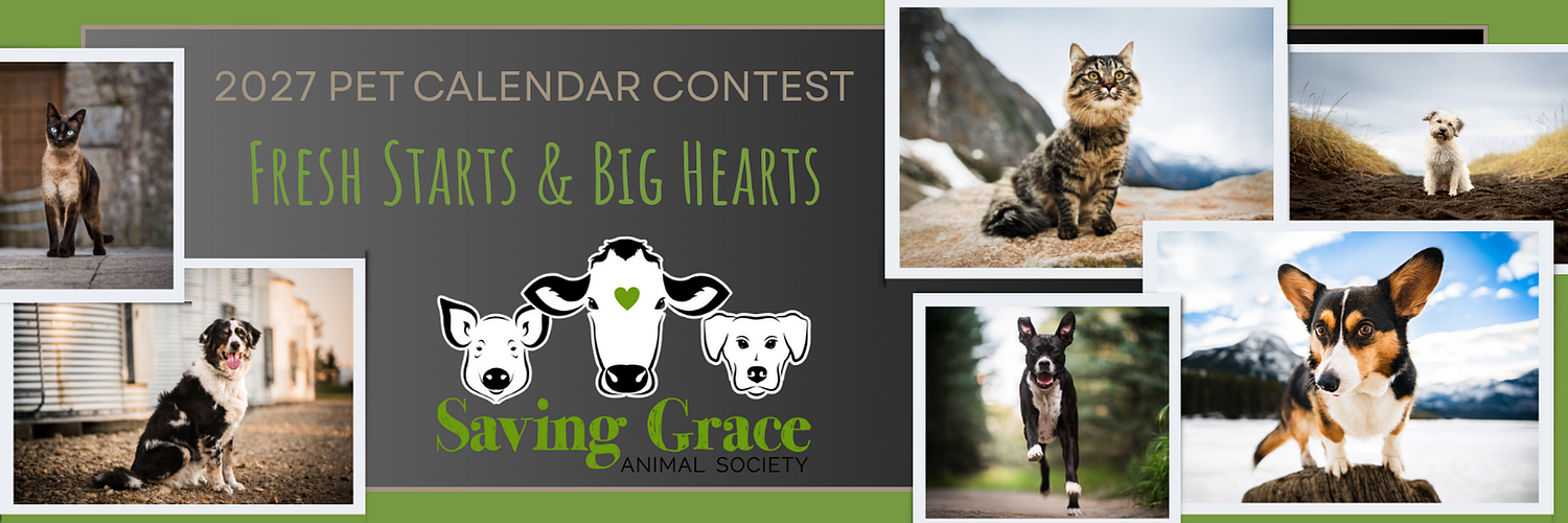 aubri poon photography specializing in pet portraiture