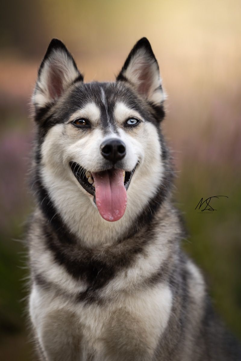 Close up portret van Pomsky met blauw en bruin oog in heideveld met groen paars gele achtergrond