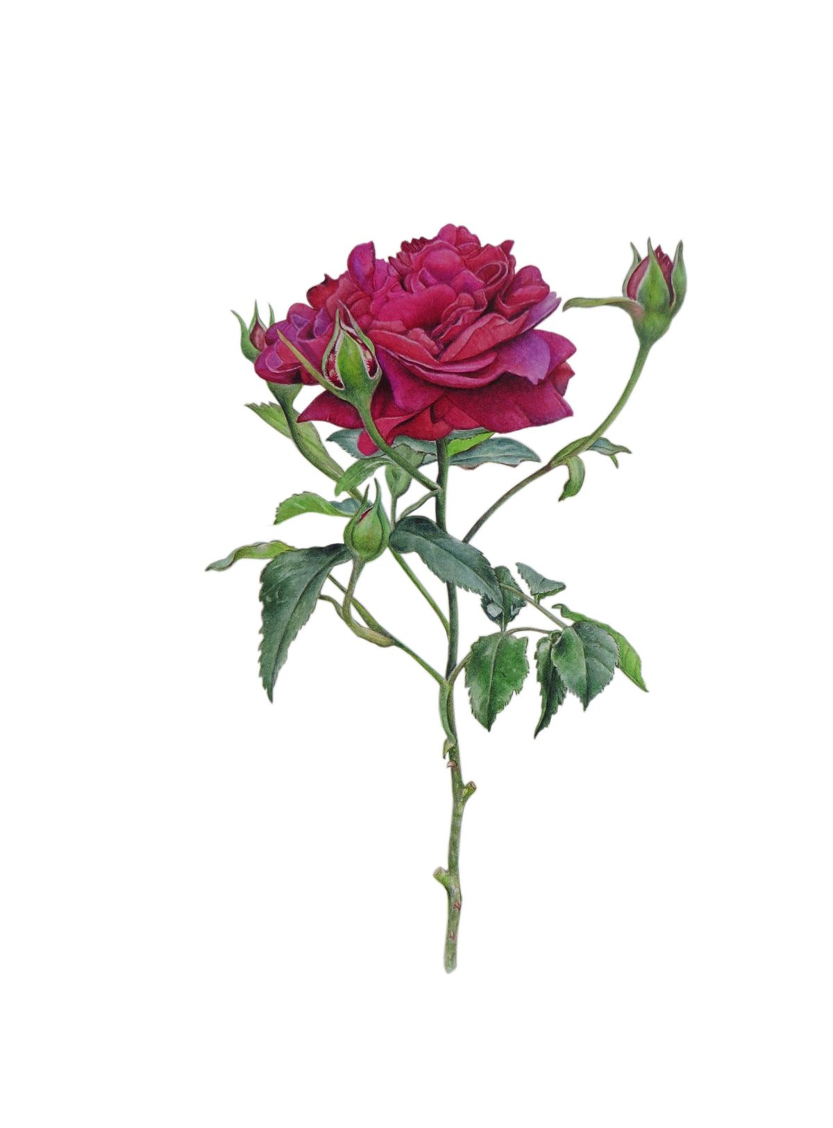 Botanical artwork of David Austin Rose