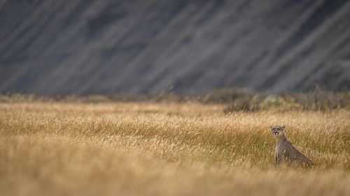 Puma, Patagonia