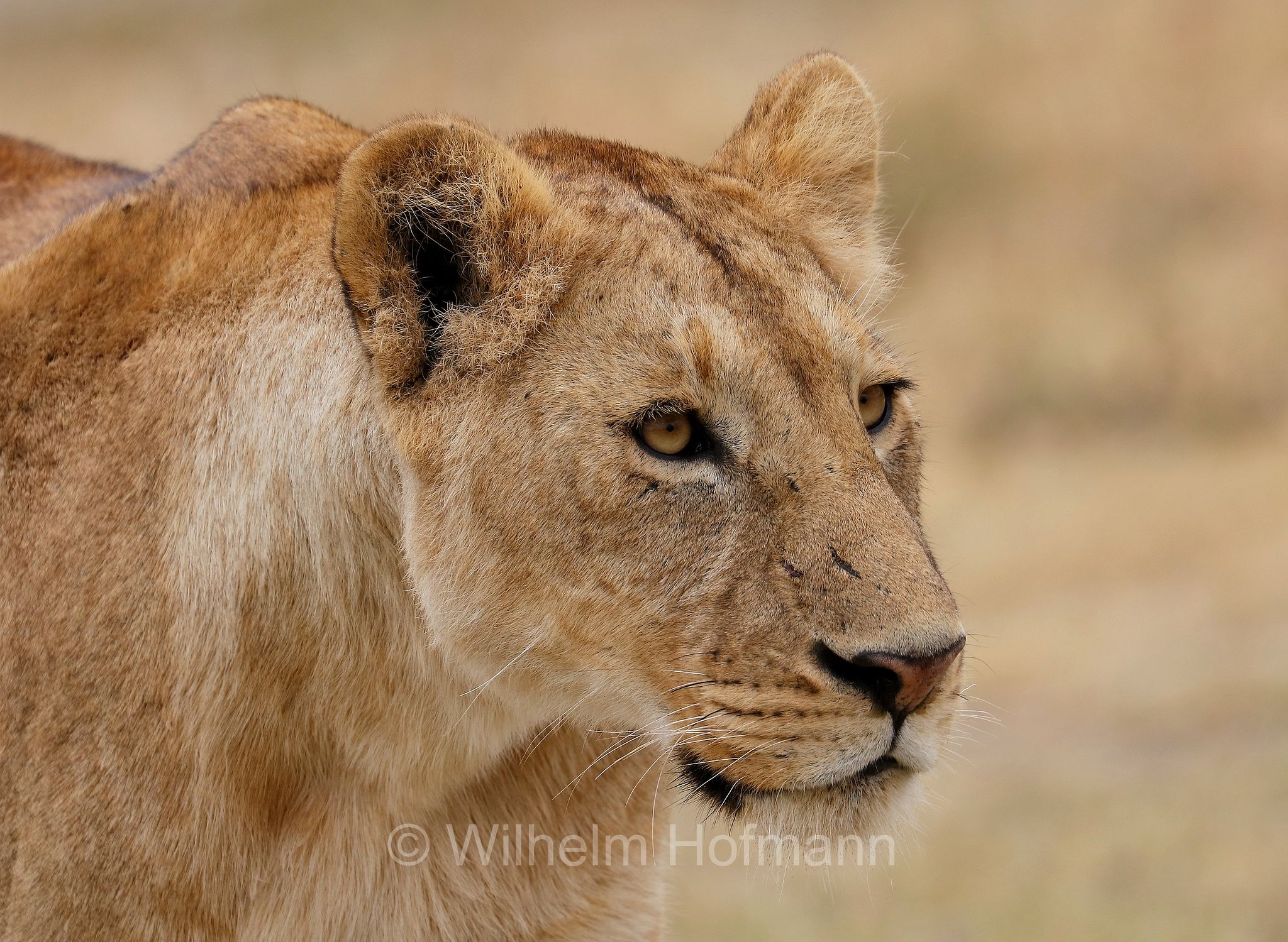 Lion, Ngorongoro Conservation Area, Tanzania, Löwe, leone, panthera leo melanochaita, Ngorongoro Krater, Tansania, Magadisee, lake magadi, lake magad, area di conservazione di Ngorongoro