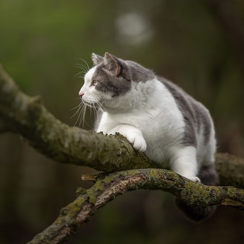 KATTEN